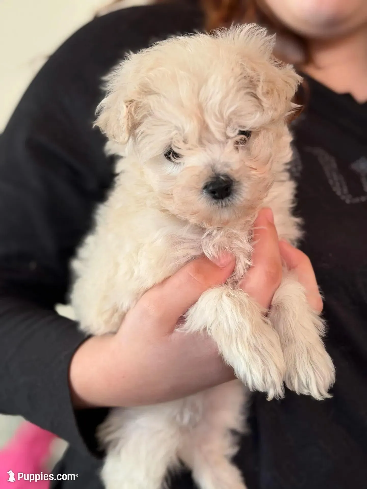 Guppy – Miniature Goldendoodle puppy for sale in Homer City, PA