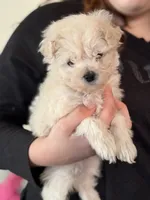 Guppy, a female Miniature Goldendoodle for sale in Homer City, PA – Photo 2 of 4