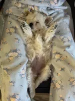 Guppy, a female Miniature Goldendoodle for sale in Homer City, PA – Photo 4 of 4