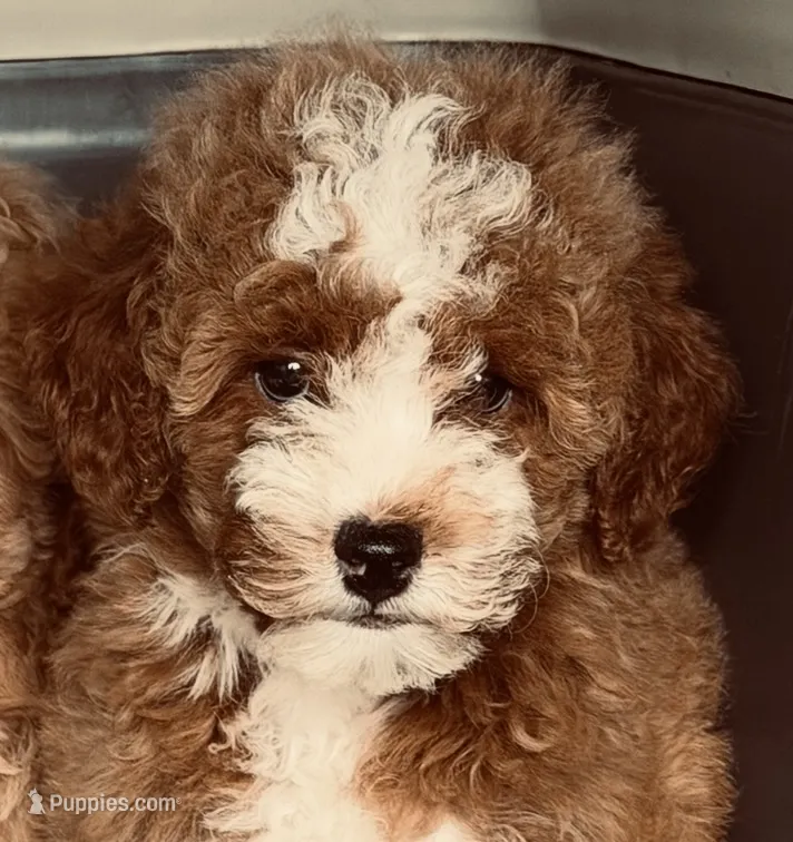 Salem – Miniature Goldendoodle puppy for sale in Homer City, PA