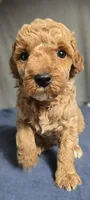 Girl 1 , a female Poodle - Miniature  for sale in Muldrow, OK – 5 of 5