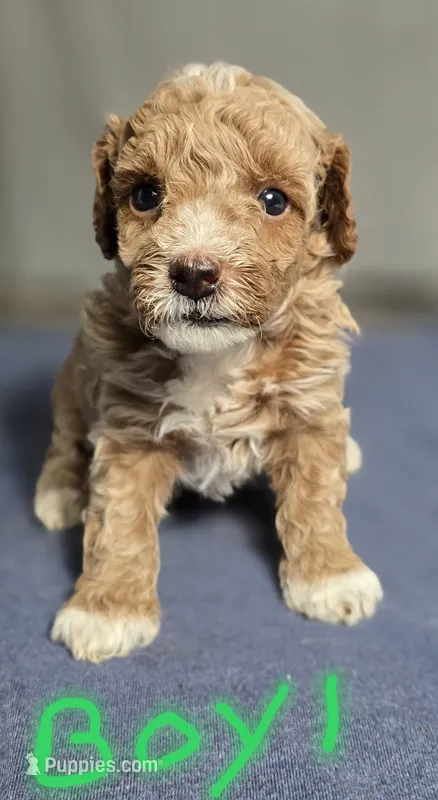 Boy 1 – Poodle - Miniature  puppy for sale in Muldrow, OK