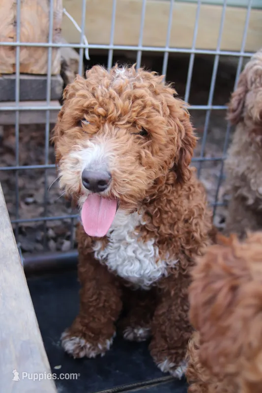 Tank – Poodle - Miniature  puppy for sale in Muldrow, OK