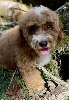 Tank, a male Poodle - Miniature  for sale in Muldrow, OK – Photo 2 of 4