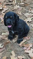 Boy miniature , a male Cocker Spaniel for sale in Muldrow, OK – 2 of 3