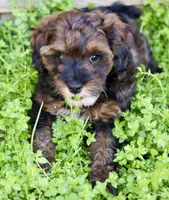 Teddy, a male Cockapoo for sale in Muldrow, OK – Photo 1 of 9