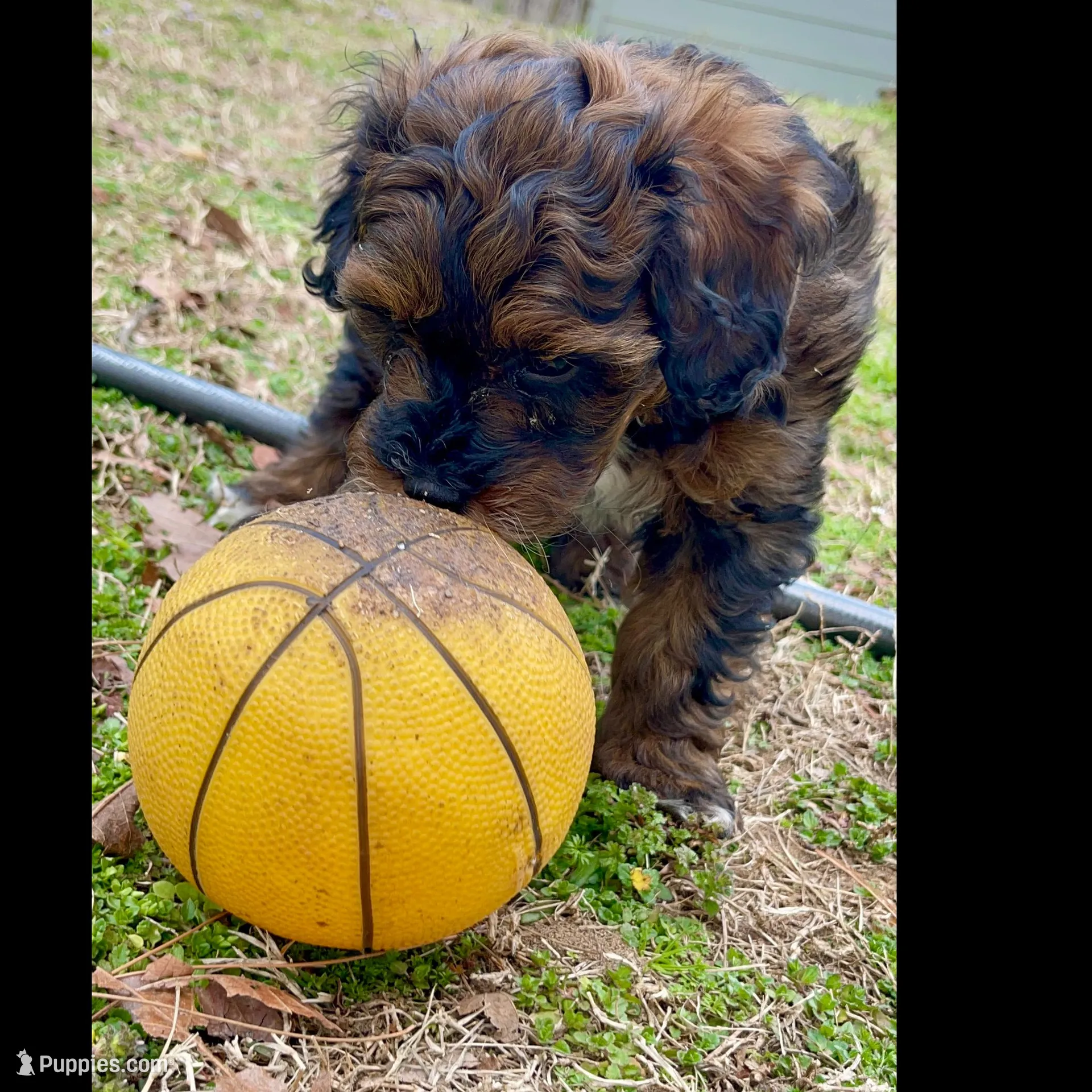Teddy, a male Cockapoo for sale in Muldrow, OK – Photo 4 of 9