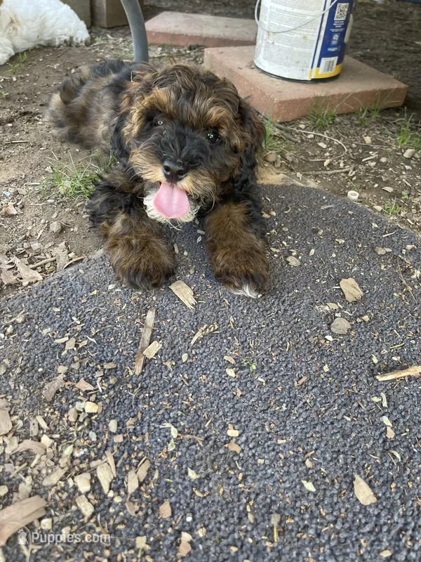 Teddy – Cockapoo puppy for sale in Muldrow, OK