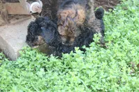 Teddy, a male Cockapoo for sale in Muldrow, OK – Photo 8 of 9