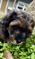 Teddy, a male Cockapoo for sale in Muldrow, OK – Photo 6 of 9
