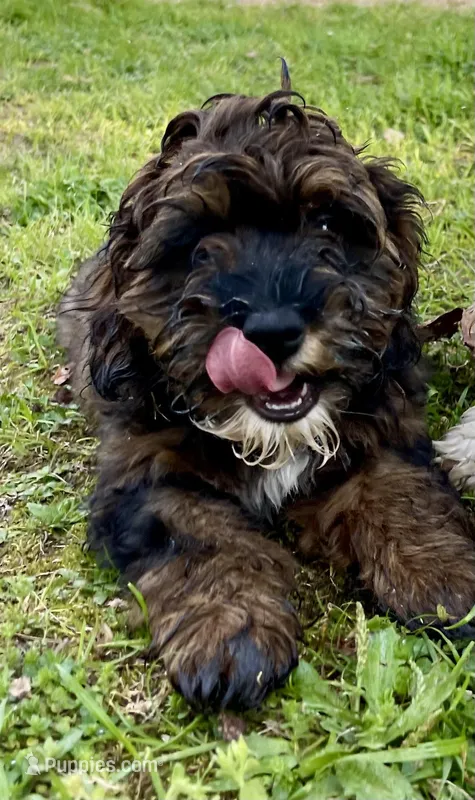 Teddy – Cockapoo puppy for sale in Muldrow, OK