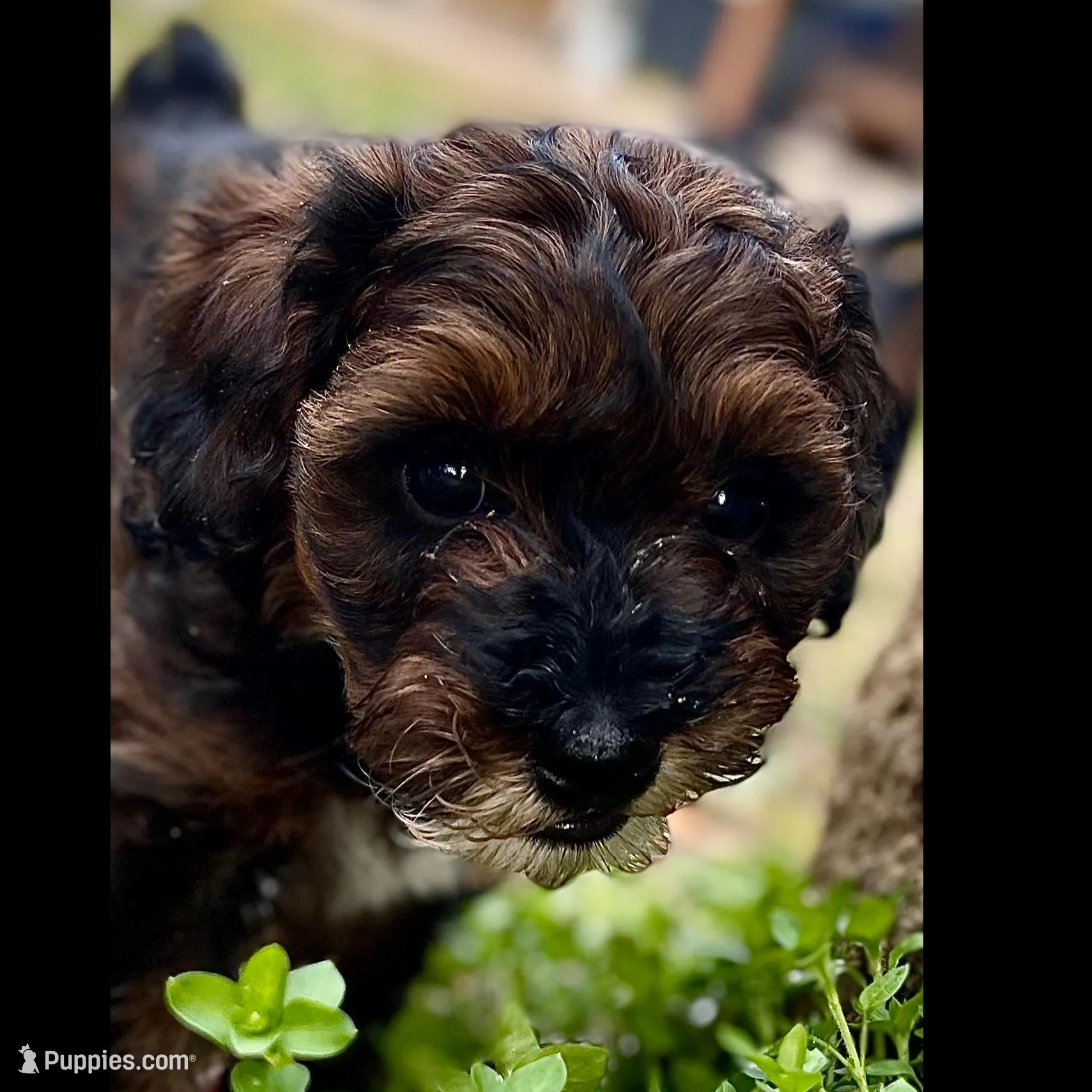 Teddy, a male Cockapoo for sale in Muldrow, OK – Photo 5 of 9