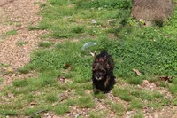 Teddy, a male Cockapoo for sale in Muldrow, OK – Photo 9 of 9