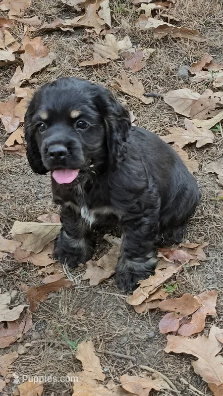 Boy miniature  – Cocker Spaniel puppy for sale in Muldrow, OK