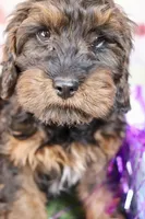 George, a male Cockapoo for sale in Muldrow, OK – Photo 4 of 5