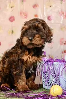 George, a male Cockapoo for sale in Muldrow, OK – Photo 3 of 5