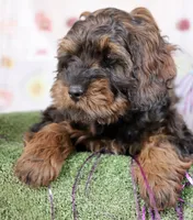George, a male Cockapoo for sale in Muldrow, OK – Photo 2 of 5