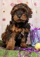 George, a male Cockapoo for sale in Muldrow, OK – Photo 1 of 5