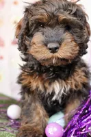 Charly, a male Cockapoo for sale in Muldrow, OK – Photo 4 of 5
