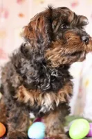 Charly, a male Cockapoo for sale in Muldrow, OK – Photo 5 of 5