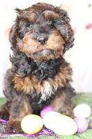 Charly, a male Cockapoo for sale in Muldrow, OK – Photo 1 of 5