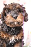 Charly, a male Cockapoo for sale in Muldrow, OK – Photo 2 of 5