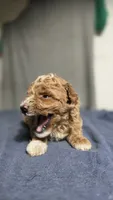 Boy 2, a female Poodle - Miniature  for sale in Muldrow, OK – 2 of 5