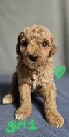 Girl 1 , a female Poodle - Miniature  for sale in Muldrow, OK – 1 of 5