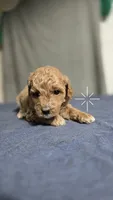 Girl 2, a female Poodle - Miniature  for sale in Muldrow, OK – 3 of 4