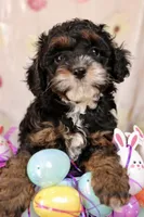 Rosie, a female Cockapoo for sale in Muldrow, OK – Photo 5 of 7