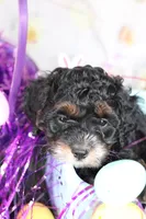 Rosie, a female Cockapoo for sale in Muldrow, OK – Photo 4 of 7