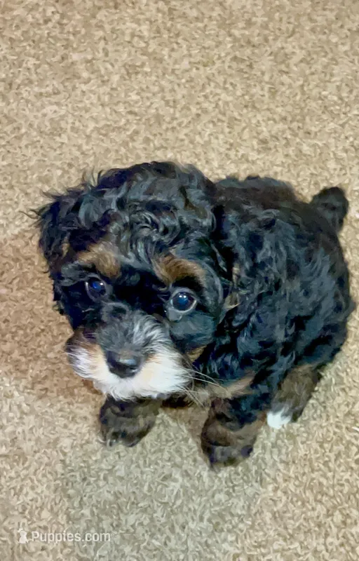 Rosie – Cockapoo puppy on hold in Muldrow, OK