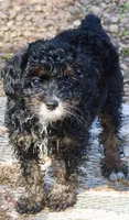 Rosie, a female Cockapoo for sale in Muldrow, OK – Photo 6 of 7