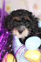 Rosie, a female Cockapoo for sale in Muldrow, OK – Photo 3 of 7