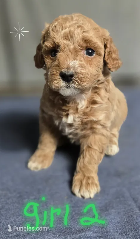 Girl 2 – Poodle - Miniature  puppy for sale in Muldrow, OK