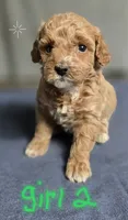 Girl 2, a female Poodle - Miniature  for sale in Muldrow, OK – 1 of 4