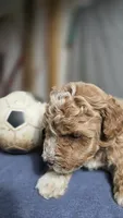 Boy 2, a female Poodle - Miniature  for sale in Muldrow, OK – 4 of 5