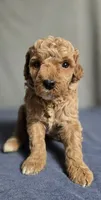 Girl 1 , a female Poodle - Miniature  for sale in Muldrow, OK – 4 of 5