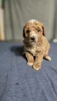 Boy 3, a female Poodle - Miniature  for sale in Muldrow, OK – 2 of 3