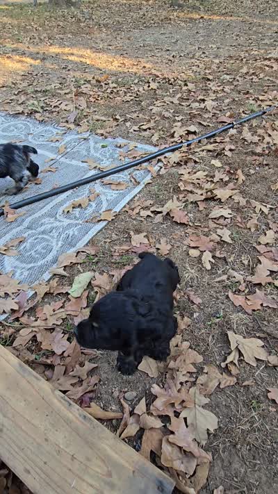 Boy miniature , a male Cocker Spaniel for sale in Muldrow, OK – 3 of 3