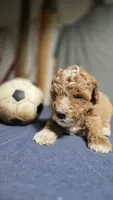 Boy 2, a female Poodle - Miniature  for sale in Muldrow, OK – 5 of 5