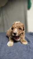 Boy 2, a female Poodle - Miniature  for sale in Muldrow, OK – 3 of 5