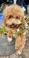 T, a male Poodle - Miniature  for sale in Muldrow, OK – Photo 1 of 5