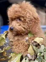 T, a male Poodle - Miniature  for sale in Muldrow, OK – Photo 4 of 5