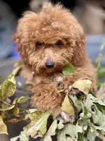 T, a male Poodle - Miniature  for sale in Muldrow, OK – Photo 2 of 5