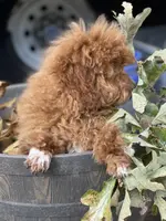 T, a male Poodle - Miniature  for sale in Muldrow, OK – Photo 5 of 5