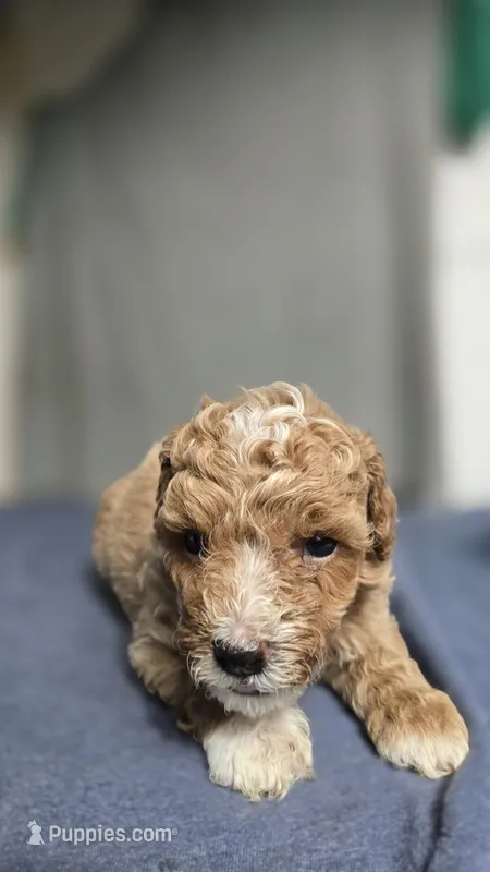 Boy 2 – Poodle - Miniature  puppy for sale in Muldrow, OK