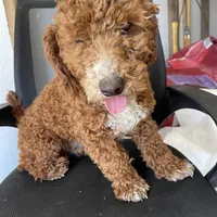 J, a male Poodle - Miniature  for sale in Muldrow, OK – Photo 5 of 9