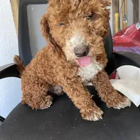 J, a male Poodle - Miniature  for sale in Muldrow, OK – Photo 8 of 9