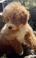 J, a male Poodle - Miniature  for sale in Muldrow, OK – Photo 1 of 4